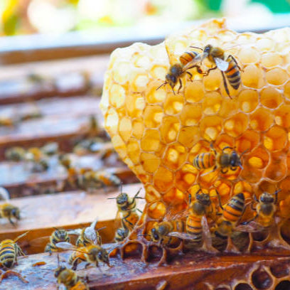 Golden Honeybee Soap